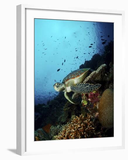 Green Sea Turtle Resting On a Plate Coral, North Sulawesi-Stocktrek Images-Framed Photographic Print