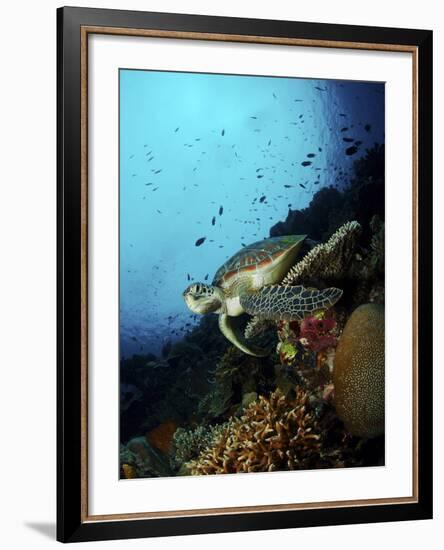 Green Sea Turtle Resting On a Plate Coral, North Sulawesi-Stocktrek Images-Framed Photographic Print