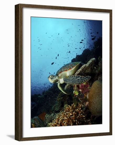 Green Sea Turtle Resting On a Plate Coral, North Sulawesi-Stocktrek Images-Framed Photographic Print