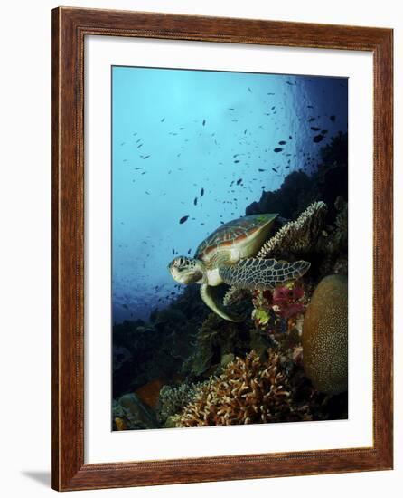 Green Sea Turtle Resting On a Plate Coral, North Sulawesi-Stocktrek Images-Framed Photographic Print