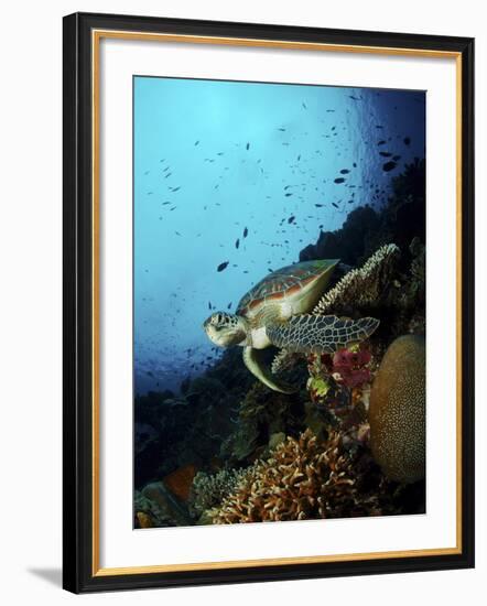 Green Sea Turtle Resting On a Plate Coral, North Sulawesi-Stocktrek Images-Framed Photographic Print