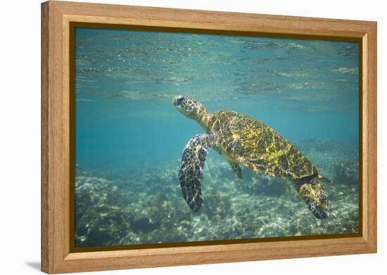 Green Sea Turtle Swimming in Shallow Water-DLILLC-Framed Premier Image Canvas