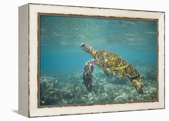 Green Sea Turtle Swimming in Shallow Water-DLILLC-Framed Premier Image Canvas