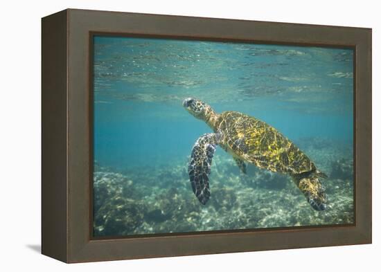 Green Sea Turtle Swimming in Shallow Water-DLILLC-Framed Premier Image Canvas