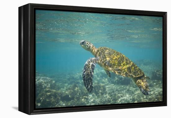 Green Sea Turtle Swimming in Shallow Water-DLILLC-Framed Premier Image Canvas