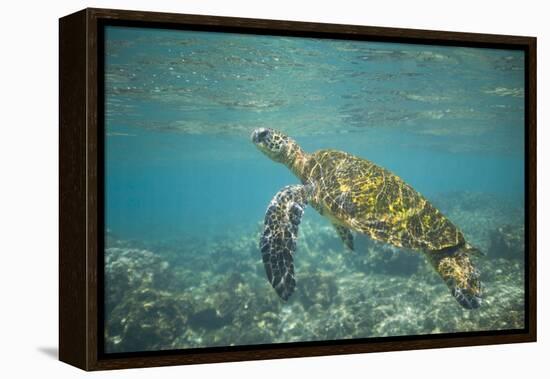 Green Sea Turtle Swimming in Shallow Water-DLILLC-Framed Premier Image Canvas