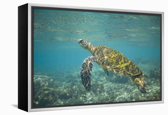 Green Sea Turtle Swimming in Shallow Water-DLILLC-Framed Premier Image Canvas