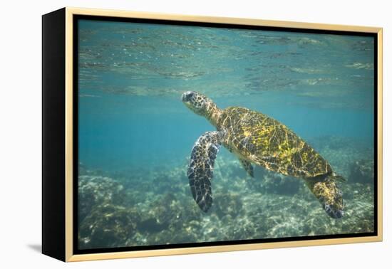 Green Sea Turtle Swimming in Shallow Water-DLILLC-Framed Premier Image Canvas