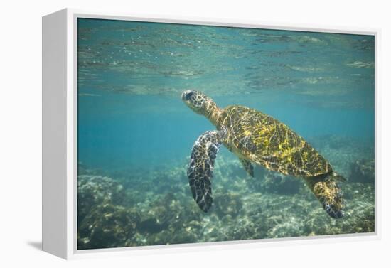 Green Sea Turtle Swimming in Shallow Water-DLILLC-Framed Premier Image Canvas