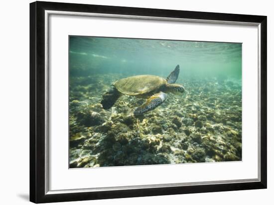 Green Sea Turtle Swimming in Shallow Water-DLILLC-Framed Photographic Print