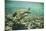 Green Sea Turtle Swimming in Shallow Water-DLILLC-Mounted Photographic Print