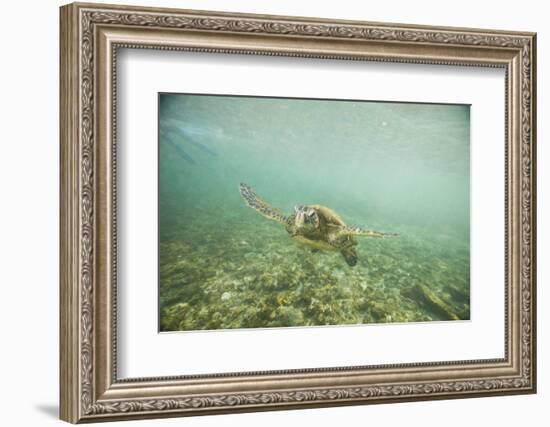 Green Sea Turtle Swimming in Shallow Water-DLILLC-Framed Photographic Print