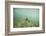 Green Sea Turtle Swimming in Shallow Water-DLILLC-Framed Photographic Print