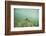 Green Sea Turtle Swimming in Shallow Water-DLILLC-Framed Photographic Print