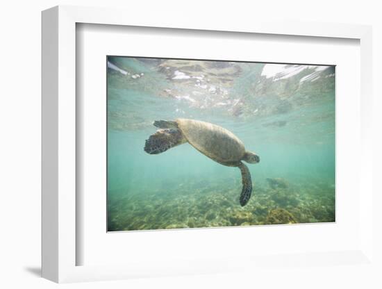 Green Sea Turtle Swimming in Shallow Water-DLILLC-Framed Photographic Print