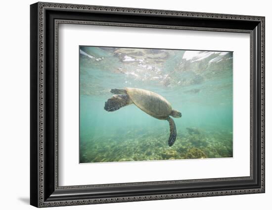 Green Sea Turtle Swimming in Shallow Water-DLILLC-Framed Photographic Print