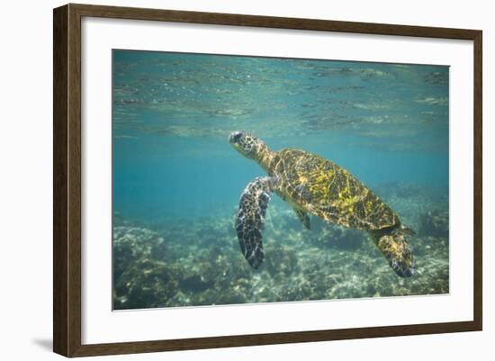 Green Sea Turtle Swimming in Shallow Water-DLILLC-Framed Photographic Print