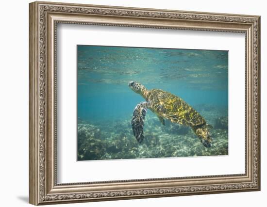 Green Sea Turtle Swimming in Shallow Water-DLILLC-Framed Photographic Print