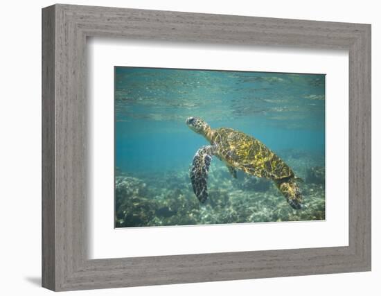 Green Sea Turtle Swimming in Shallow Water-DLILLC-Framed Photographic Print