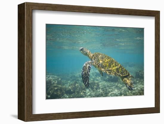 Green Sea Turtle Swimming in Shallow Water-DLILLC-Framed Photographic Print