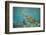 Green Sea Turtle Swimming in Shallow Water-DLILLC-Framed Photographic Print