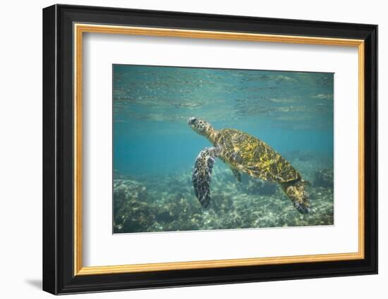 Green Sea Turtle Swimming in Shallow Water-DLILLC-Framed Photographic Print