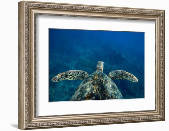 Green Sea Turtle Swimming in the Pacific Ocean, Hawaii, USA-null-Framed Photographic Print