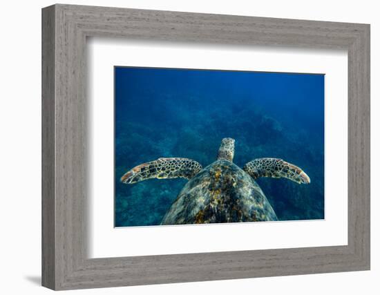 Green Sea Turtle Swimming in the Pacific Ocean, Hawaii, USA-null-Framed Photographic Print