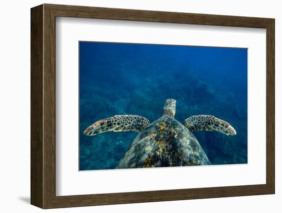 Green Sea Turtle Swimming in the Pacific Ocean, Hawaii, USA-null-Framed Photographic Print