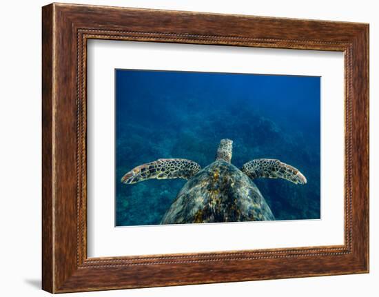 Green Sea Turtle Swimming in the Pacific Ocean, Hawaii, USA-null-Framed Photographic Print