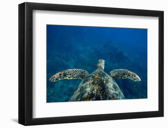 Green Sea Turtle Swimming in the Pacific Ocean, Hawaii, USA-null-Framed Photographic Print