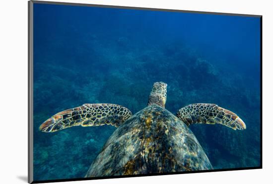 Green Sea Turtle Swimming in the Pacific Ocean, Hawaii, USA-null-Mounted Photographic Print