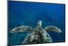 Green Sea Turtle Swimming in the Pacific Ocean, Hawaii, USA-null-Mounted Photographic Print