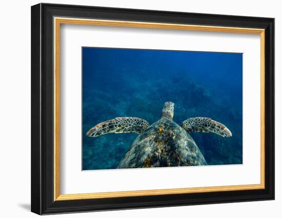 Green Sea Turtle Swimming in the Pacific Ocean, Hawaii, USA-null-Framed Photographic Print