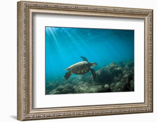 Green Sea Turtle Swimming Off the North Shore of Oahu, Hawaii-James White-Framed Photographic Print