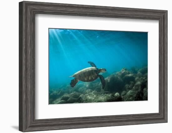Green Sea Turtle Swimming Off the North Shore of Oahu, Hawaii-James White-Framed Photographic Print