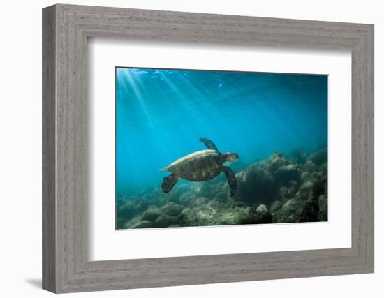 Green Sea Turtle Swimming Off the North Shore of Oahu, Hawaii-James White-Framed Photographic Print