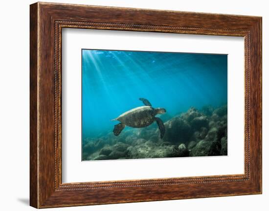 Green Sea Turtle Swimming Off the North Shore of Oahu, Hawaii-James White-Framed Photographic Print