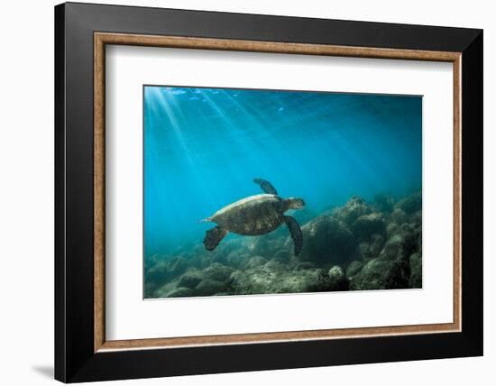 Green Sea Turtle Swimming Off the North Shore of Oahu, Hawaii-James White-Framed Photographic Print