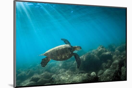 Green Sea Turtle Swimming Off the North Shore of Oahu, Hawaii-James White-Mounted Photographic Print