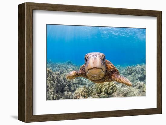 Green sea turtle swimming over a reef, Hawaii-David Fleetham-Framed Photographic Print