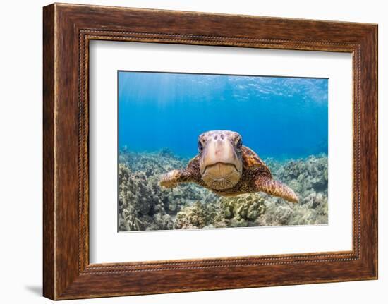 Green sea turtle swimming over a reef, Hawaii-David Fleetham-Framed Photographic Print