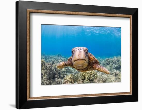 Green sea turtle swimming over a reef, Hawaii-David Fleetham-Framed Photographic Print