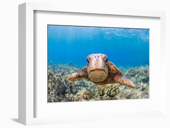 Green sea turtle swimming over a reef, Hawaii-David Fleetham-Framed Photographic Print