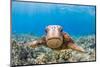 Green sea turtle swimming over a reef, Hawaii-David Fleetham-Mounted Photographic Print