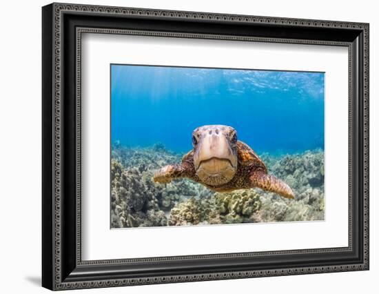 Green sea turtle swimming over a reef, Hawaii-David Fleetham-Framed Photographic Print