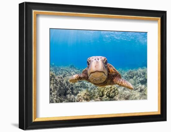 Green sea turtle swimming over a reef, Hawaii-David Fleetham-Framed Photographic Print