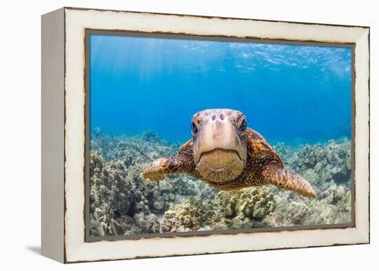 Green sea turtle swimming over a reef, Hawaii-David Fleetham-Framed Premier Image Canvas