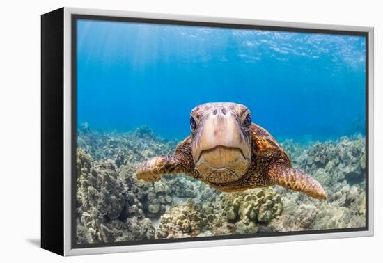 Green sea turtle swimming over a reef, Hawaii-David Fleetham-Framed Premier Image Canvas