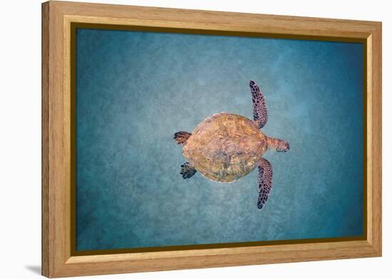 Green sea turtle swimming over sand seabed, Hawaii-David Fleetham-Framed Premier Image Canvas